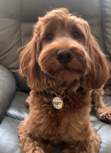 Pet Supply Store «Anaheim Feed & Pet Supply Inc», reviews and photos, 1730 N Lemon St, Anaheim, CA 92801, USA