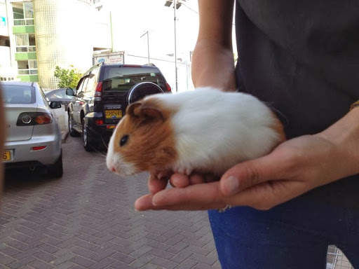 Places to buy a hamster in Tel Aviv