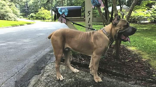 9TH WONDER CANE CORSO