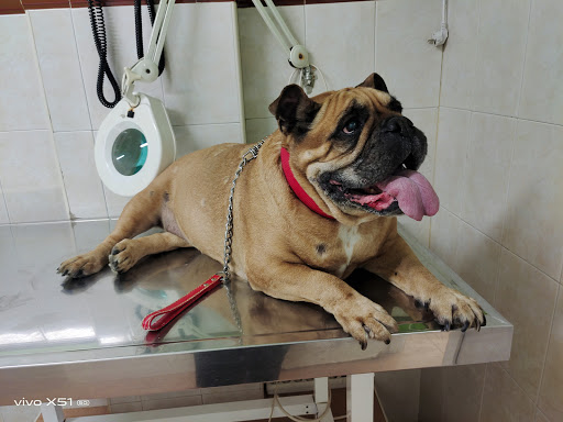Las Palmeras Clínica Veterinaria en Sevilla