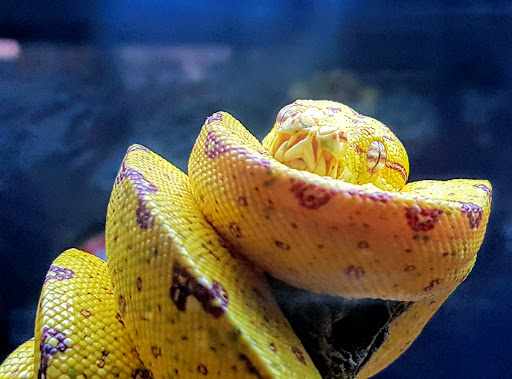 Pet Supply Store «Petco Animal Supplies», reviews and photos, 1945 W Palmetto St #250, Florence, SC 29501, USA