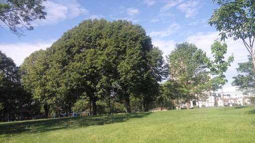 Park «Van Cleve Park Rink», reviews and photos, 901 15th Ave SE, Minneapolis, MN 55414, USA