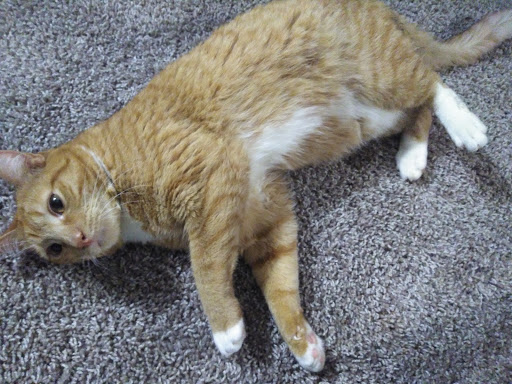 Pet Supply Store «PetSmart», reviews and photos, 7850 W Commercial Blvd, Lauderhill, FL 33351, USA