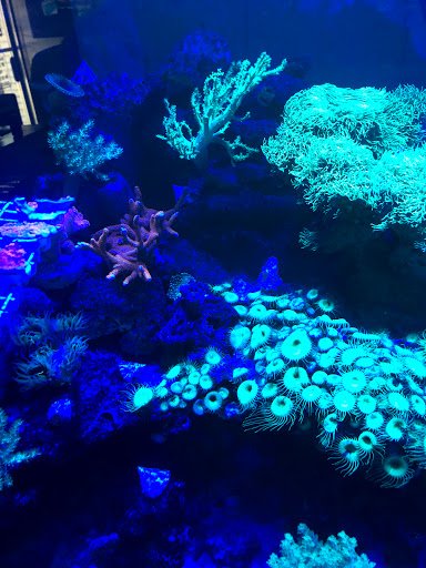 Tropical Fish Store «Living Reef Aquariums», reviews and photos, 4824 N Dixie Hwy, Oakland Park, FL 33334, USA