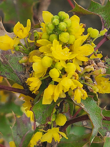 Park «Westlake Park», reviews and photos, 401 Pine St, Seattle, WA 98101, USA
