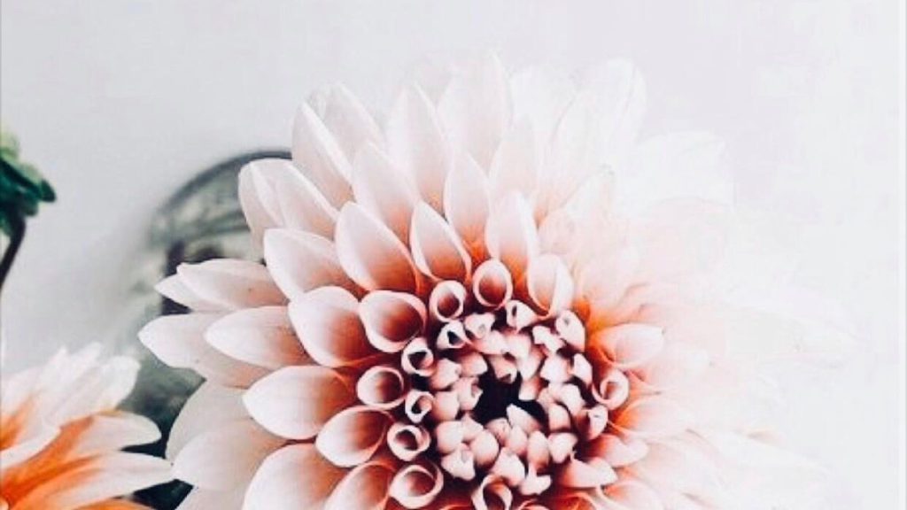 Natural Esthetics 98604