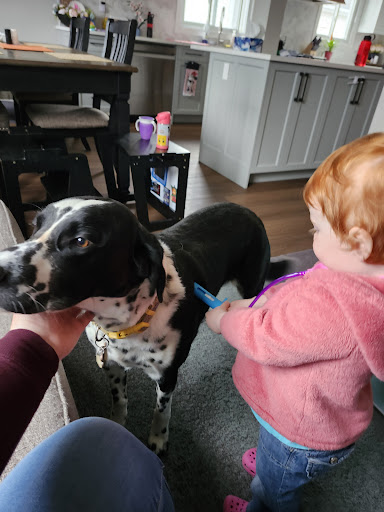 Barrie Animal Hospital image