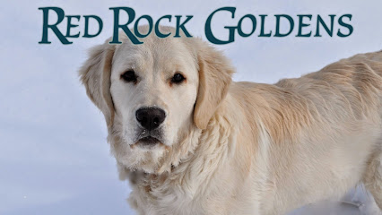 Red Rock English Golden Retrievers