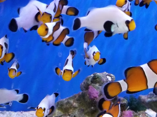 Pet Supply Store «Critter Hut Aquarium & Pets», reviews and photos, 160 Old Tower Hill Rd, Wakefield, RI 02879, USA