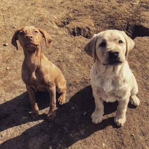 Pet Supply Store «Willow Farm Pet Services», reviews and photos, 21 VT-106, North Springfield, VT 05150, USA