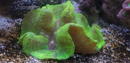 Aquarium «Atlantic Blue Aquariums», reviews and photos, 801 Northlake Blvd, North Palm Beach, FL 33408, USA