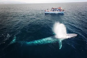 Newport Landing Whale Watching image