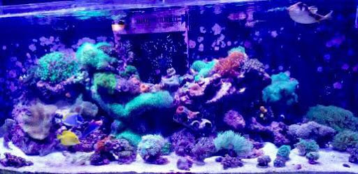 Tropical Fish Store «Ultimate Reefs & Aquariums», reviews and photos, 6020 S Memorial Dr, Tulsa, OK 74145, USA