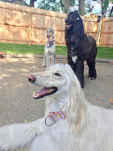 Pet Groomer «Doggie Style Bowtique», reviews and photos, 1713 Westport Rd, Kansas City, MO 64111, USA