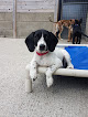 Dublin SPCA Dogs & Cats Home