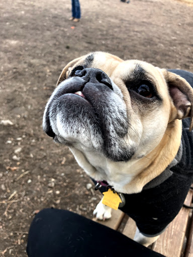 Dog Park «Waterman St. Dog Park», reviews and photos, 320 Waterman St, Providence, RI 02906, USA