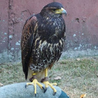 Falcon Chase Services - Photo 3 - Car repair in Upton, MA, Worcester