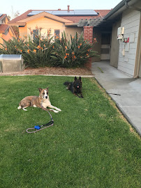 Aligned K9 - Photo 6 - Car repair in San Marcos, CA, Escondido