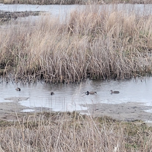 National Reserve «Montezuma National Wildlife Refuge», reviews and photos, 3395 US-20, Seneca Falls, NY 13148, USA