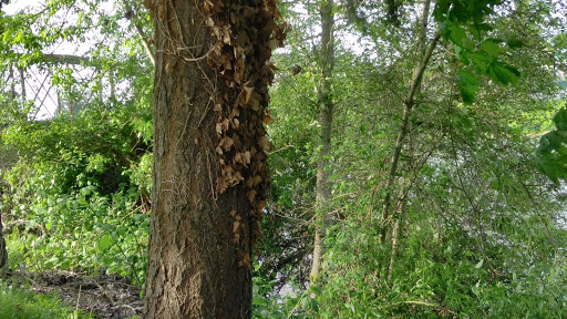 RV Park «Shamrock Village RV Park», reviews and photos, 4531 Franklin Blvd, Eugene, OR 97403, USA