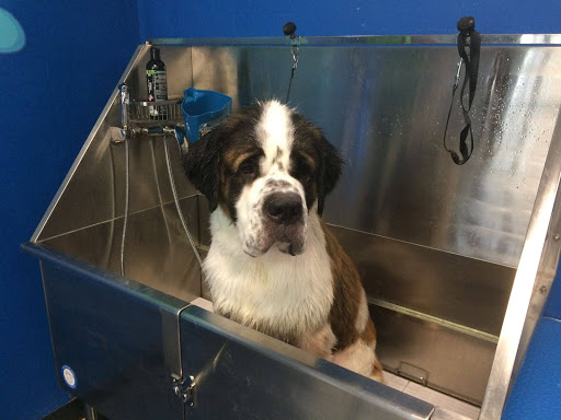 Pet Store «The Pet Place», reviews and photos, 240 Shadowline Dr, Boone, NC 28607, USA