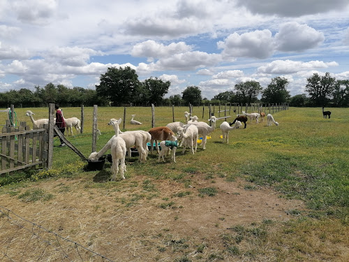 Argentonnay Alpacas à Argentonnay