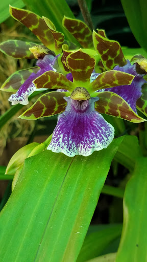 Florist «Thai-Rific Orchids Inc», reviews and photos, 5313 Gulfport Blvd S, Gulfport, FL 33707, USA