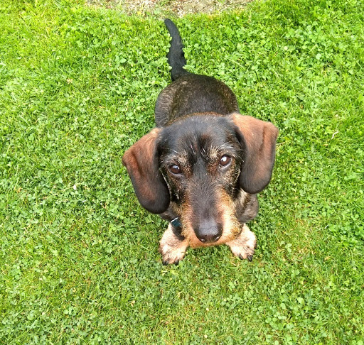 DVM Jörg Skur unter Borna, Sachsen