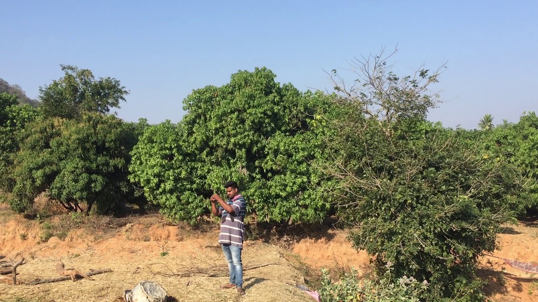 Hari mango garden