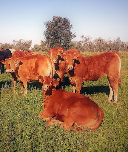Agropexsa Veterinaria en Mérida
