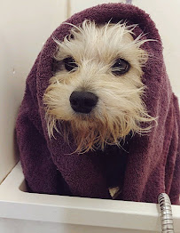 Go Fetch Services - Photo 9 - Car repair in Loveland, OH, Cincinnati