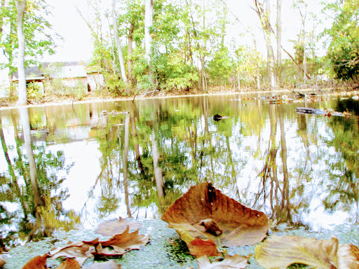 Nature Preserve «The Grove», reviews and photos, 1421 Milwaukee Ave, Glenview, IL 60025, USA