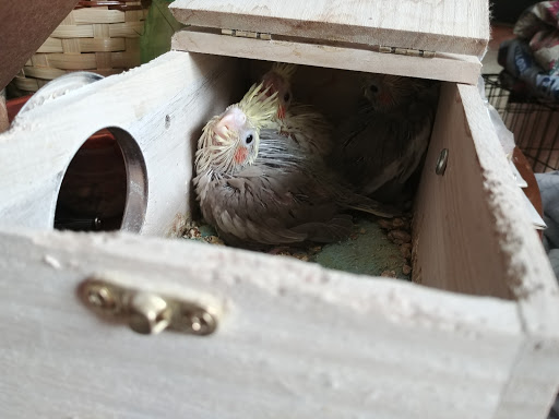 Pet Supply Store «Petco Animal Supplies», reviews and photos, 1080 S Main St, Kernersville, NC 27284, USA