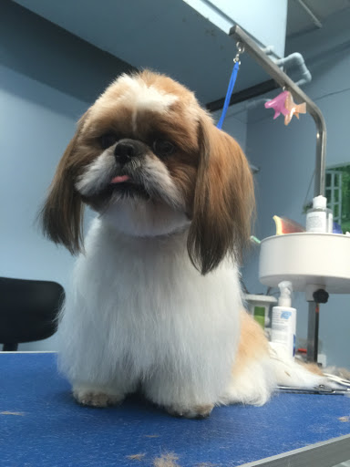 Pet Store «Doggy Dog World Inc», reviews and photos, 2552 Coney Island Ave, Brooklyn, NY 11223, USA