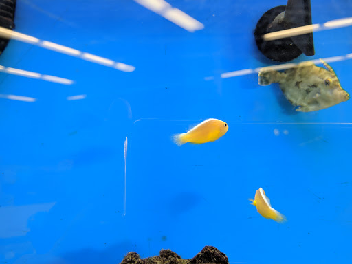 Pet Supply Store «Petco Animal Supplies», reviews and photos, 4161 N Harlem Ave, Norridge, IL 60706, USA