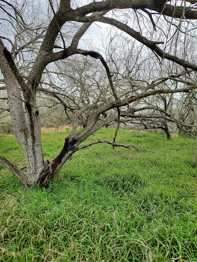 Park «Hugh Ramsey Nature Park», reviews and photos, 1000 TX-499 Loop, Harlingen, TX 78550, USA