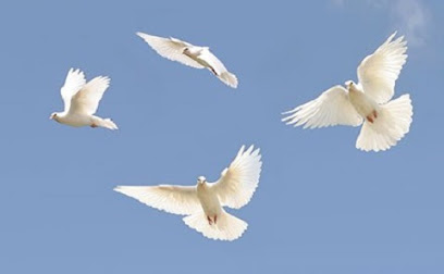 A Sign Of Peace White Dove Releases
