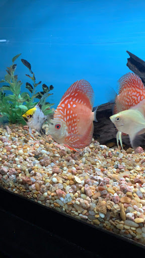 Tropical Fish Store «Golden Fish Aquariums», reviews and photos, 7145 W Colfax Ave, Lakewood, CO 80214, USA
