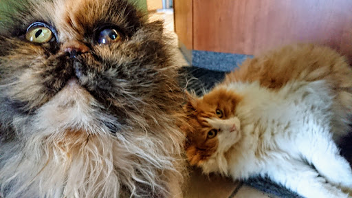 The Meow Clinic (Formerly The Cat Hospital of Burlington-Oakville) image