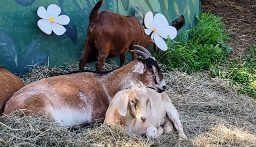 Golf Club «Big Stone Mini Golf», reviews and photos, 7110 County Rd 110 W, Minnetrista, MN 55364, USA