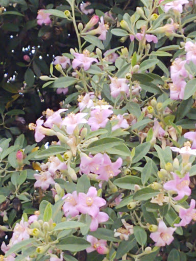 Park «Mike Ward Community Park Woodbridge», reviews and photos, 20 Lake Rd, Irvine, CA 92604, USA