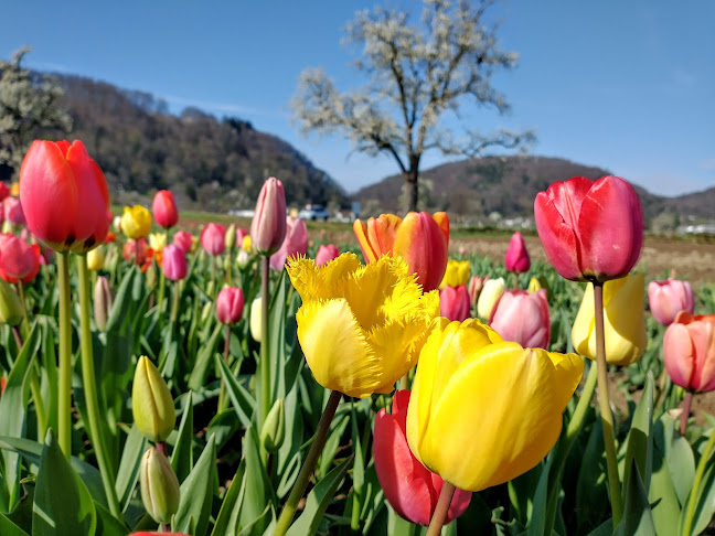 Rezensionen über Blumen zum selberpflücken in Rheinfelden - Blumengeschäft