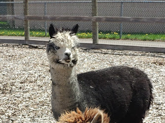 Chinguacousy Park Petting Zoo