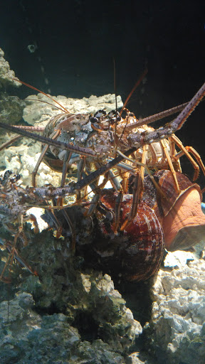 Aquarium «Old Orchard Aquarium», reviews and photos, 9235 Skokie Blvd, Skokie, IL 60077, USA