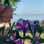 Photo n°2 de l'avis de Debora.o fait le 30/09/2023 à 09:57 sur le  Carrozza D'oro à Montefiascone