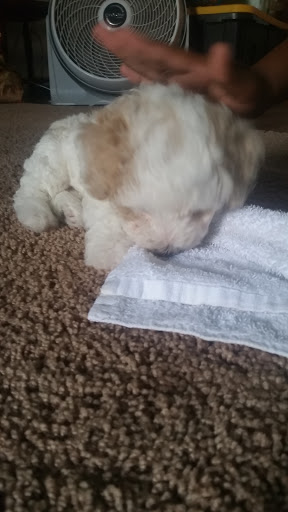 Pet Supply Store «PetSmart», reviews and photos, 271 New Rd, Somers Point, NJ 08244, USA