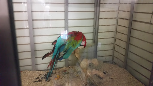 Parrot shops in Los Angeles