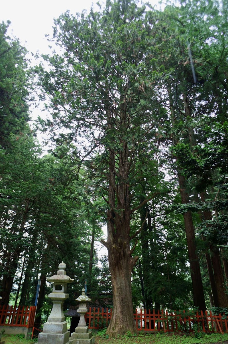 七崎神社の大杉