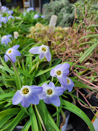 Urban Tree Farm Nursery - Photo 9 - Car repair in Fulton, CA, Santa Rosa