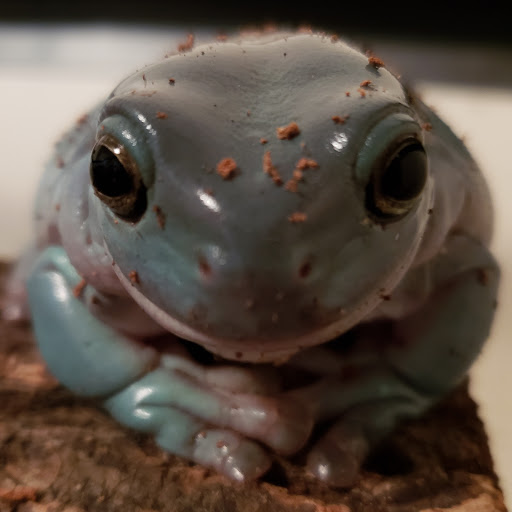 Pony Ride Service «Animals Unlimited LLC est 1996 travelling petting zoo/pony rides/travelling exotic animal programs .», reviews and photos, 16805 Mountain Rd, Montpelier, VA 23192, USA